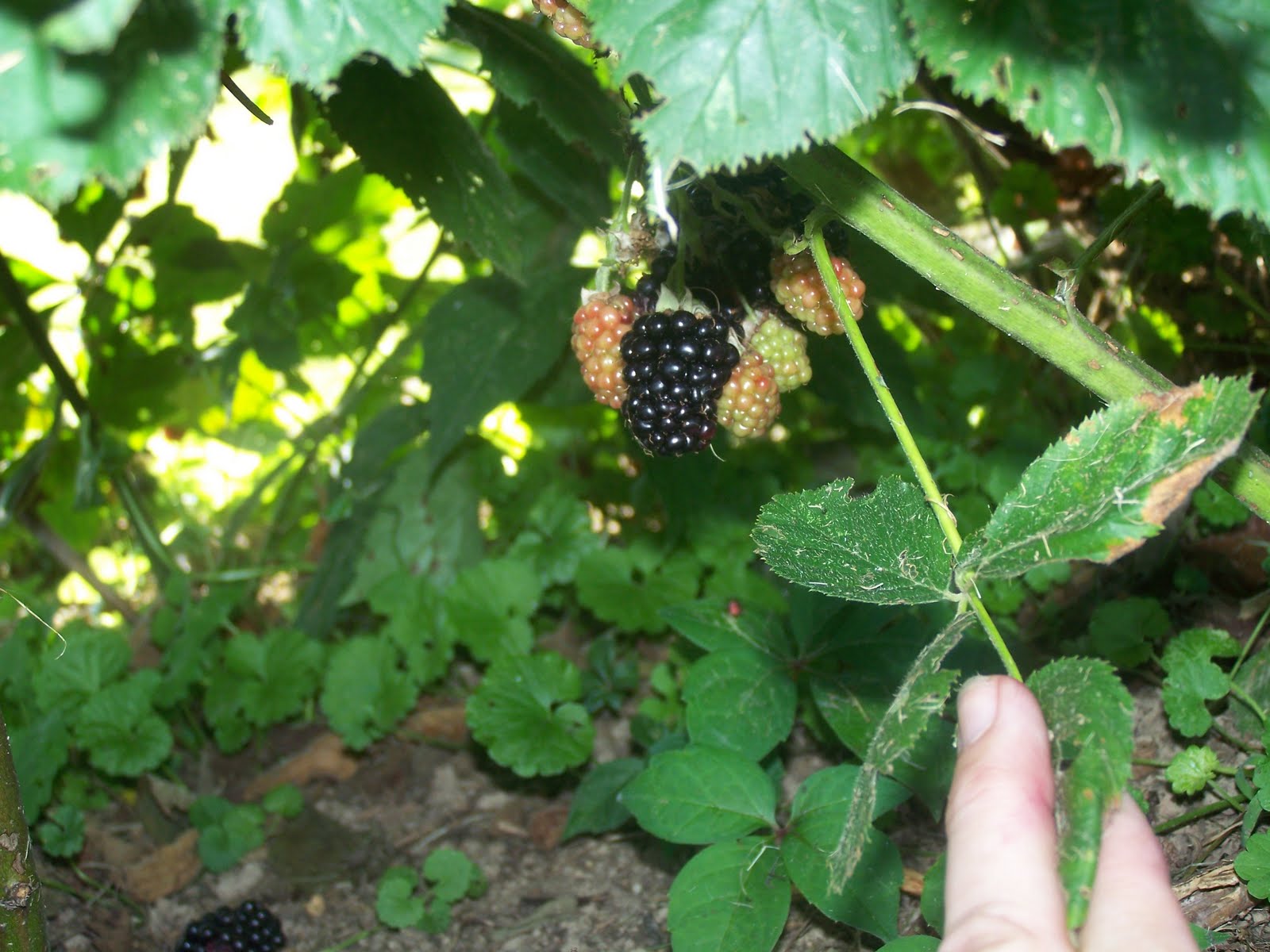 Picking Blackberries 101