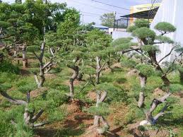 Pohon Hias Pohon Hias