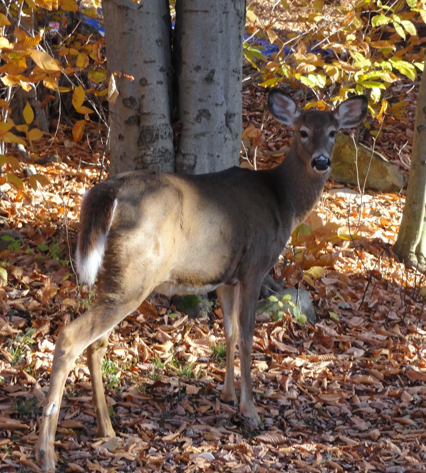 Janie's Pocono Mountain Garden Wildlife And The Quiet Time.