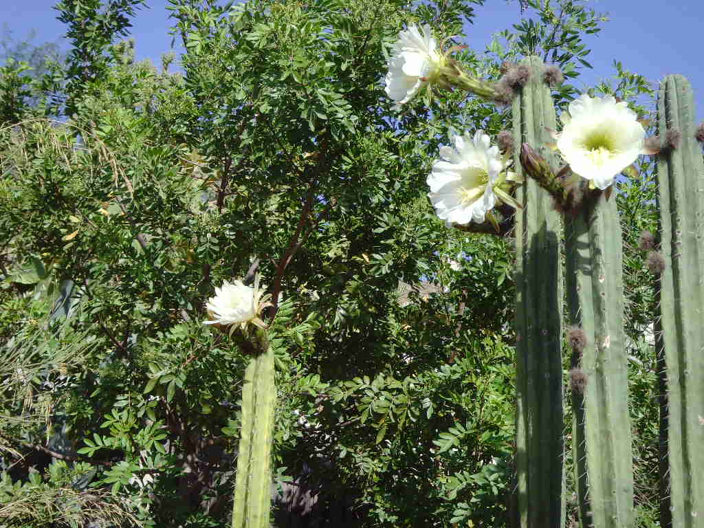 El Rio De Aguas Daily News, San Pedro Cactus in flower. A one day