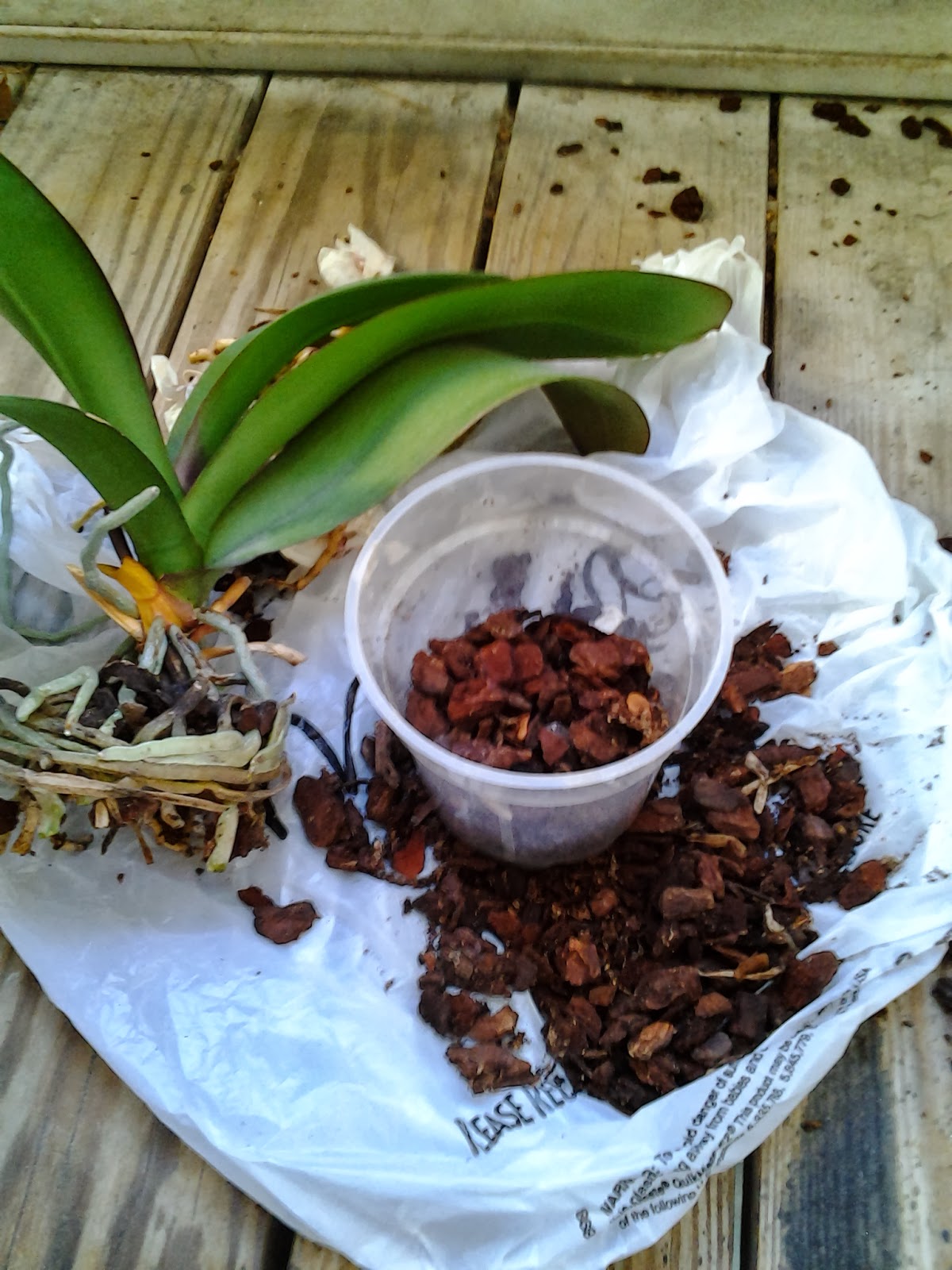 Life Between Potato and Rice Simple Ways to Repotting Orchid