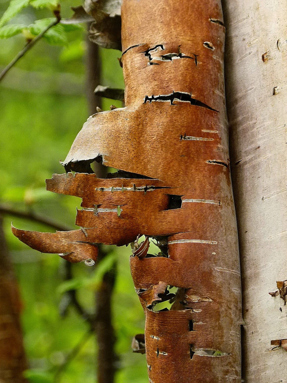 Decorer Avec Des Ecorces De Bois De Bouleau Decorer Avec Des Ecorces De Bois De Bouleau