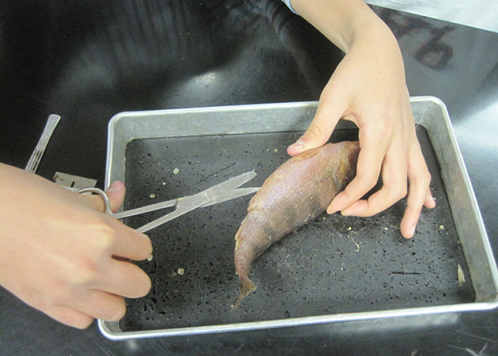 Students Dissect Fish for Science Class