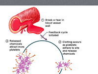 Homeostasis Diagram Homeostasis Diagram