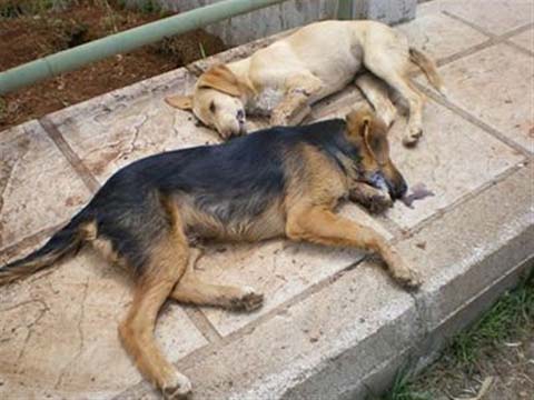 Ημαθία: Νέο κρούσμα μαζικής δηλητηρίασης σκύλων σε χωριά του Δ. Βέροιας