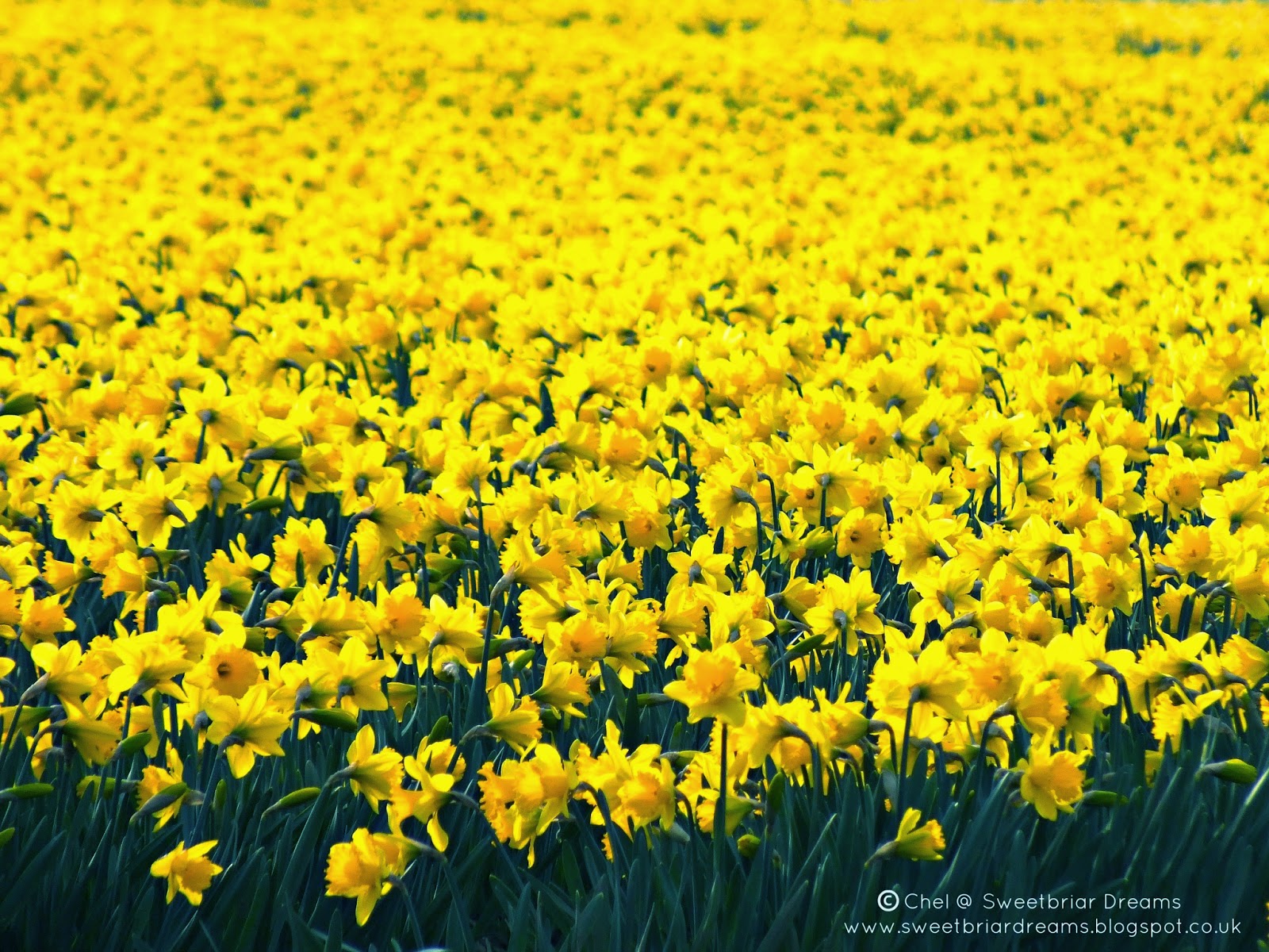 Sweetbriar Dreams Spring Bringing a Sea of Daffodils