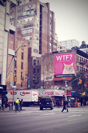 New York WTF Katze Banner Oktober 2013