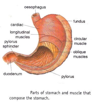 2013 Parts Of Stomach And Muscle That Compose The Stomach ~ New Science
