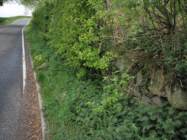 Verges on the C17 needing clearance of hedges etc
