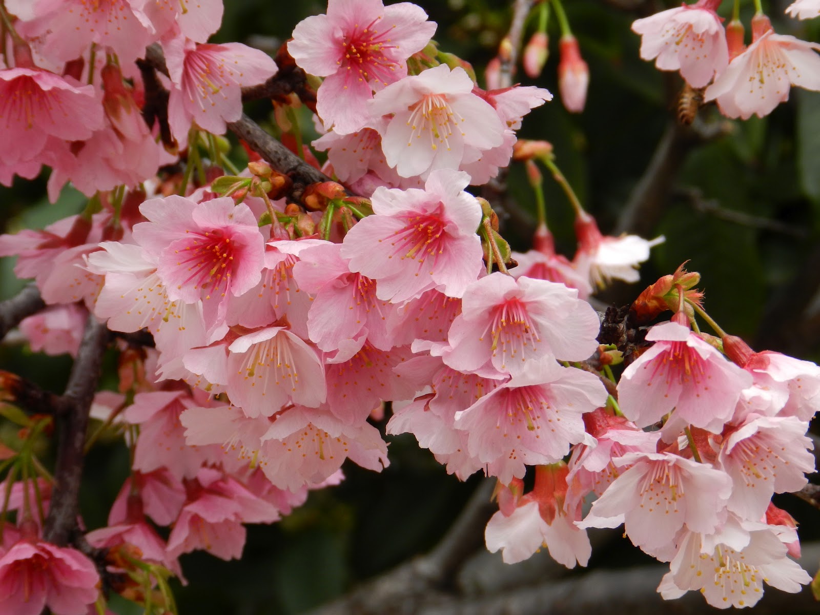 ggs garden 櫻花瓣在春風中飛舞