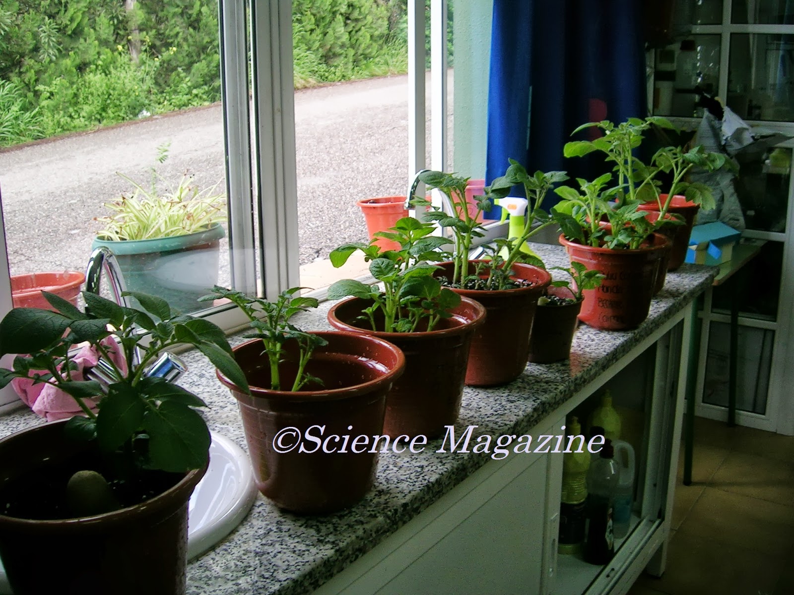 Science Magazine VEGETATIVE REPRODUCTION