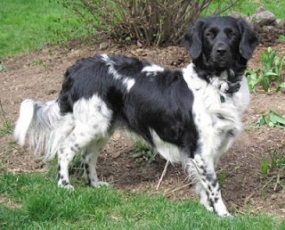 Most Rarest Dog Breeds In The World Most Rarest Dog Breeds In The World