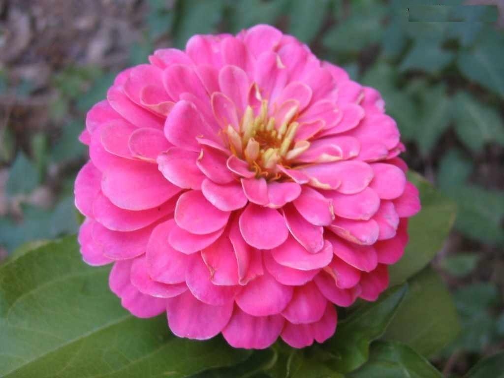 Flower Picture Zinnia Flower