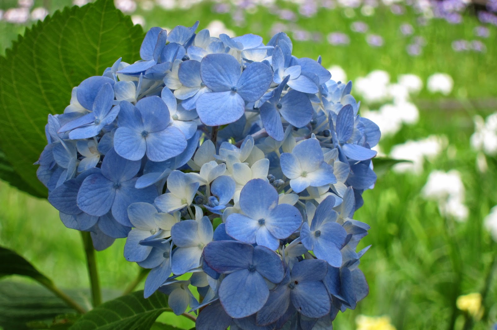 Round of the Seasons in Japan Hydrangea Closeup