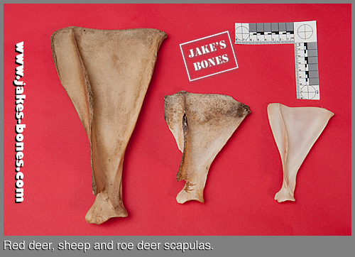 Comparing bones: scapulas (shoulder blades) : Jake's Bones