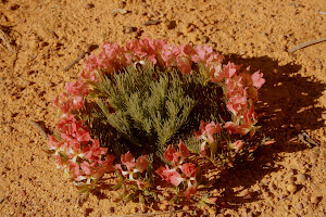 Small wreath flower, near Perenjori Western Australia