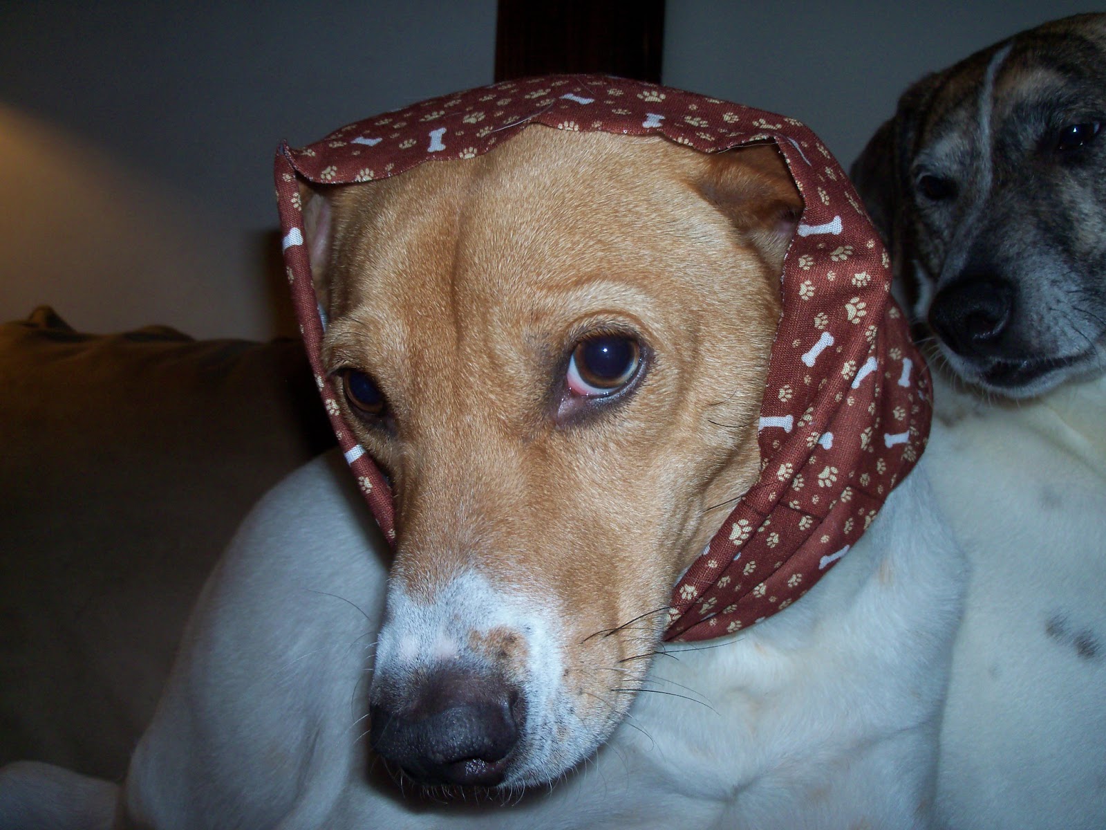 2 Punk Dogs: Hoo Rag for dogs?