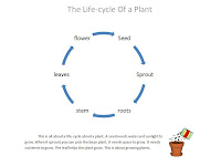 Plant Life Cycle Diagram Plant Life Cycle Diagram