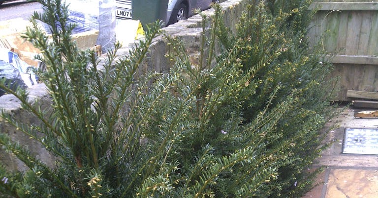 Allison S Blog Yewtopia How To Plant A Yew Hedge