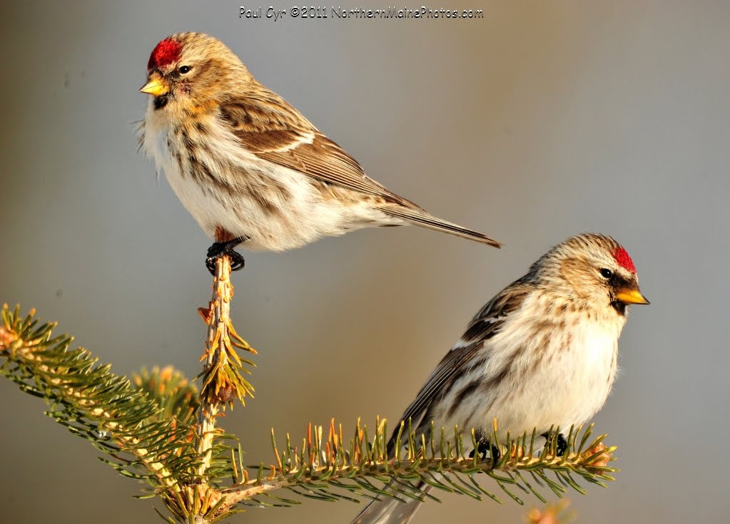 Northern Maine Birds Winter Wrap up 2011