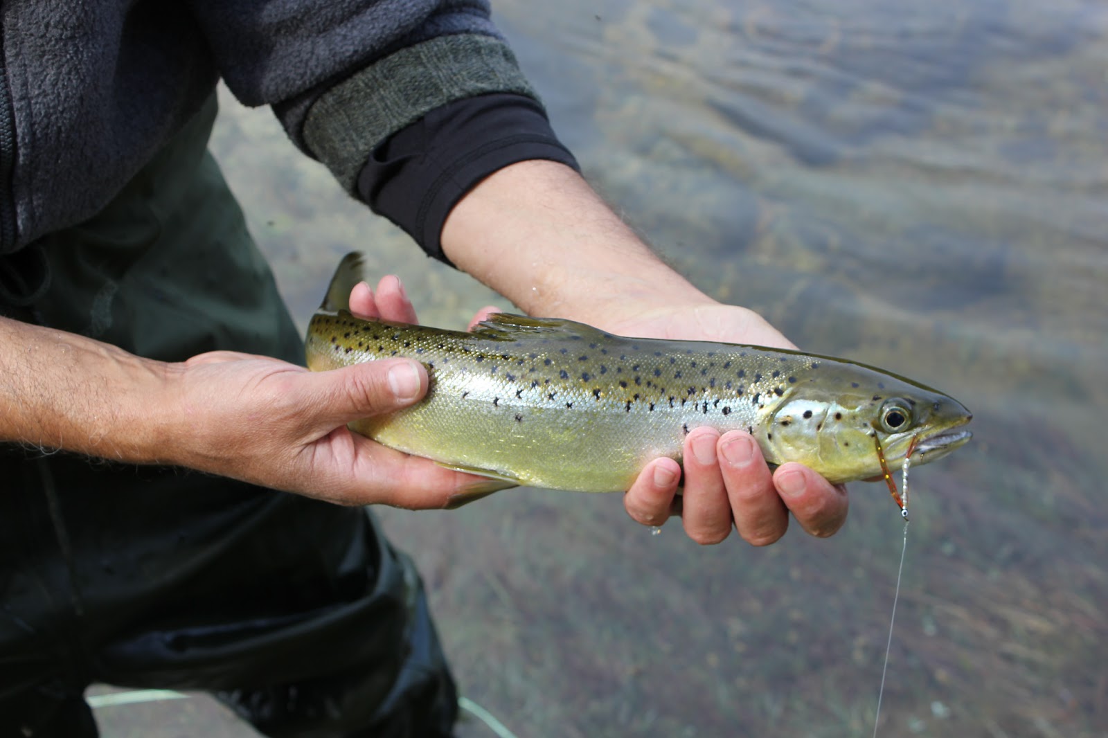 A Glimpse of Nature Landlocked Salmon