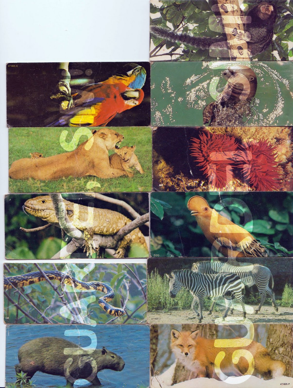 Figurinha Nestlê Surpresa (A Fauna dos Campos e Cerrados) Nº 24 - Maracanã  - 1989 - Casa do Colecionador