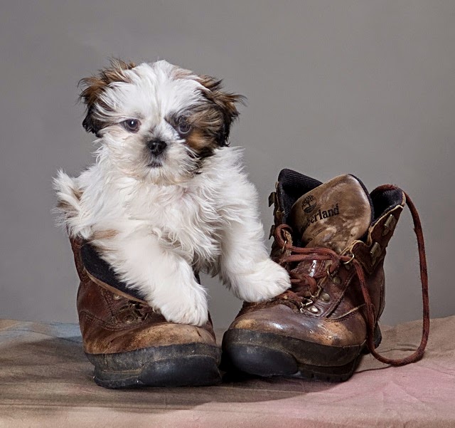 Choosing a Puppy Choosing a Puppy