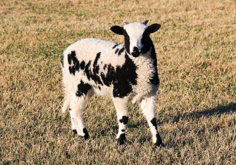 Jacob Sheep for Sale