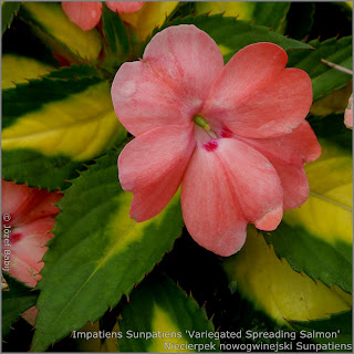 Impatiens Sunpatiens 'Variegated Spreading Salmon' - Niecierpek nowogwinejski Sunpatiens