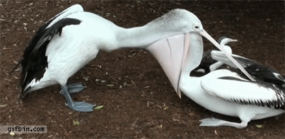 Funny animal gifs - part 98 (10 gifs), funny gif, funny pelicans
