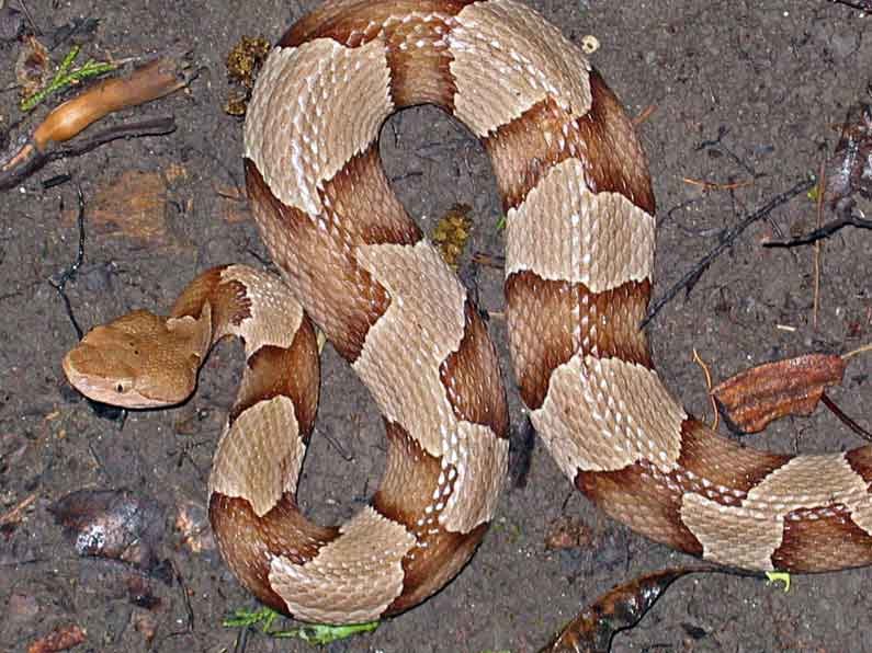 Copperhead Snake Habitat and Reproduction