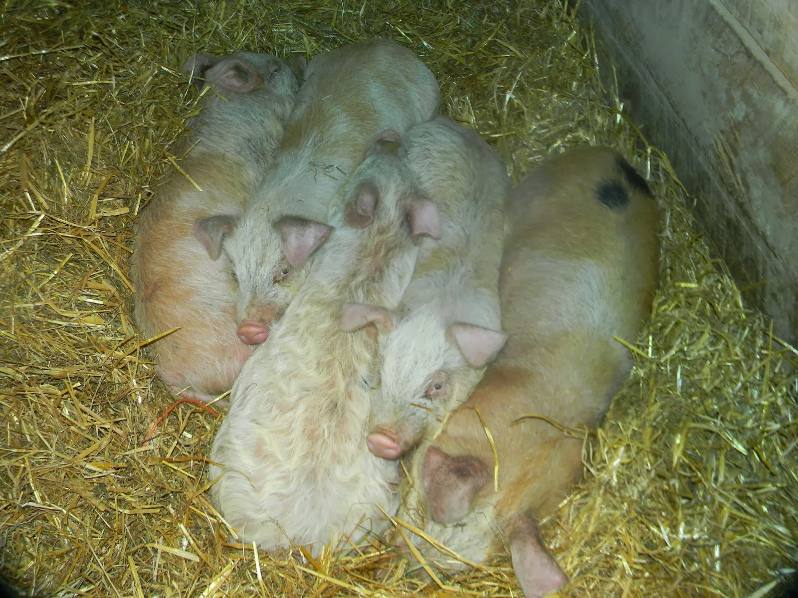 Large Black Pigs of Maine RAISING MEAT PIGS IN WINTER