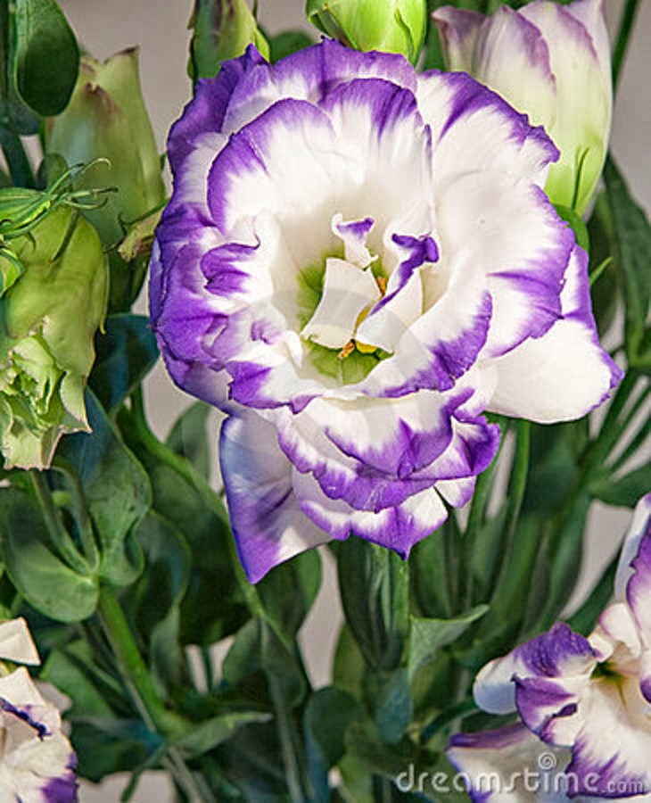 Flower Homes Lisianthus Flowers