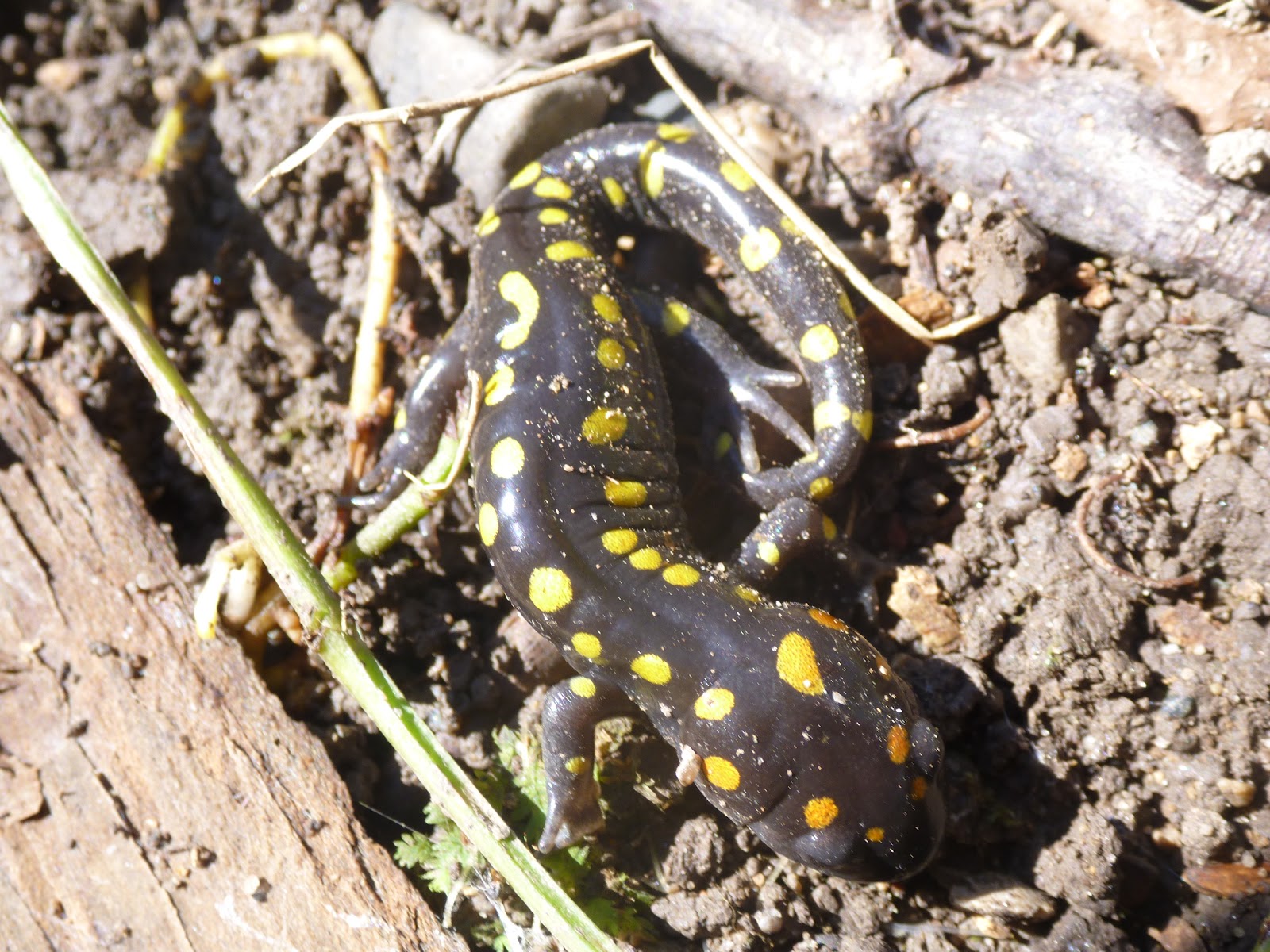 Nature in Ontario's Banana Belt Salamanders, a newt and an (early