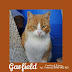 Ο Garfield  ψάχνει για σπίτι...