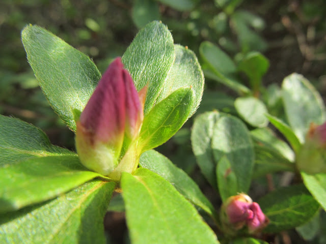 azalea flower buds