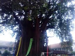 Pohon Keramat