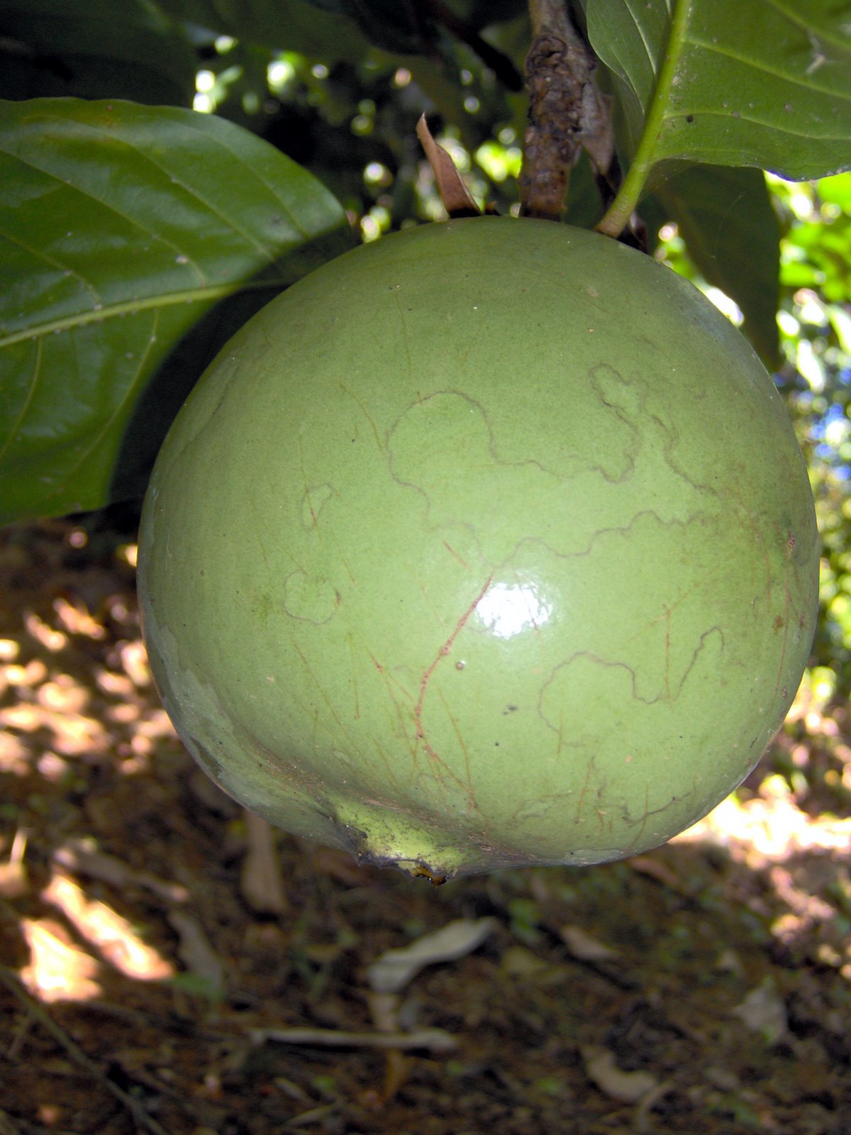 Gastronomía a Libreta Abierta, [=I=] Borojo