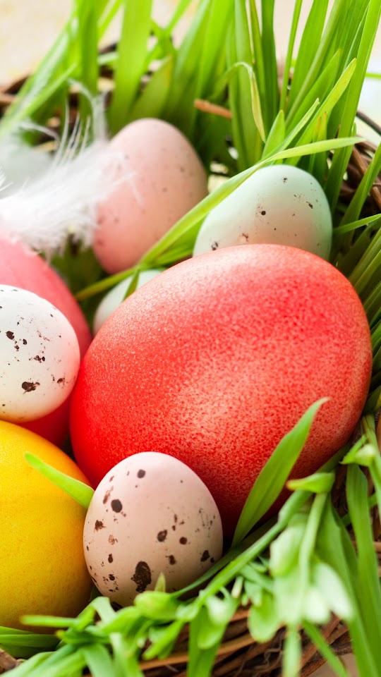 Feathers Eggs Nest Easter Holidays Android Wallpaper
