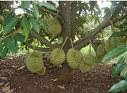 bibit durian unggul