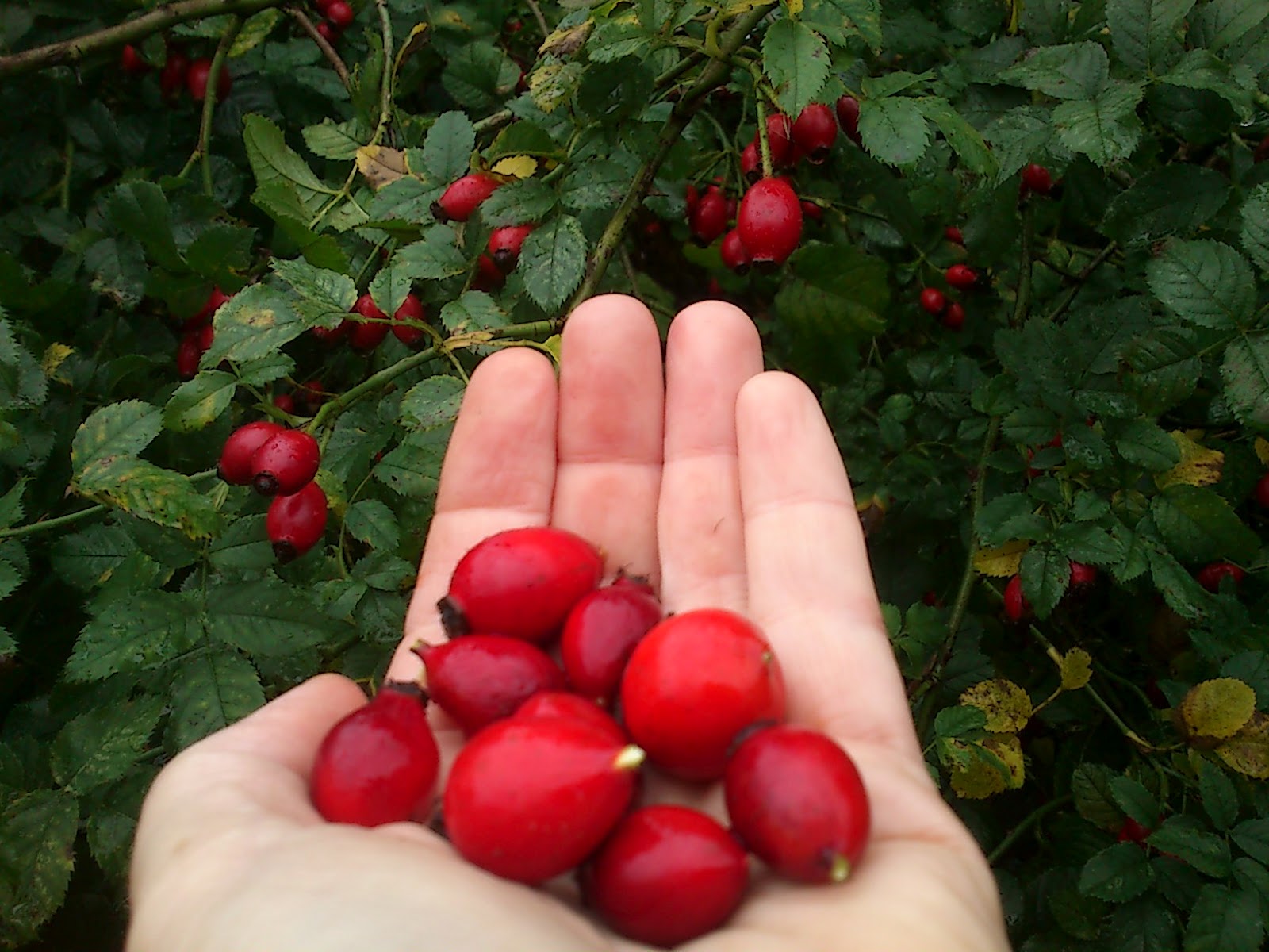 Jennie's Journals How to eat rosehips