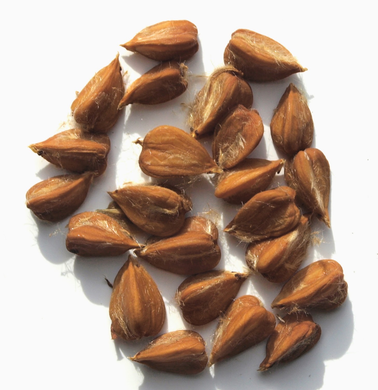 are beech nuts bad for dogs