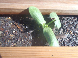 squash pallet garden