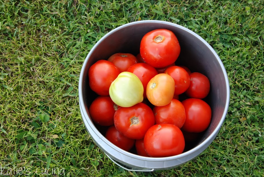 Ruskin Tomatoes Katie's Cucina