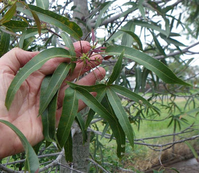 The Queensland Bottle Tree — Brachychiton Rupestris The Queensland Bottle Tree (Brachychiton rupestris) originally classified in the family Sterculiaceae, which is now within Malvaceae, is native of Queensland, Australia. Its grossly swollen trunk gives it a remarkable appearance and gives rise to the name. As a succulent, drought-deciduous tree, it is tolerant of a range of various soils, and temperatures.