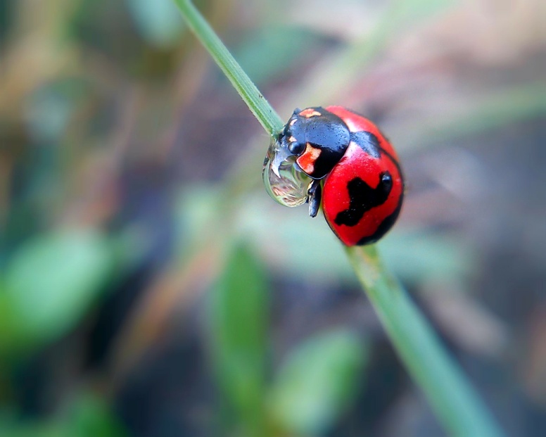 Coferone Indonesia Fotografi Macro Menggunakan Kamera Ponsel Oleh Mustari