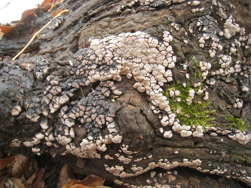 Distracted Naturalist: White Spots on Trees #2