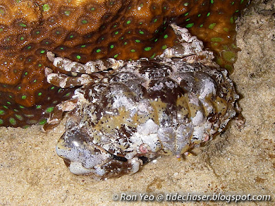 Exsculptate Rubble Crab (Euxanthus exsculptus) Exsculptate Rubble Crab (Euxanthus exsculptus)