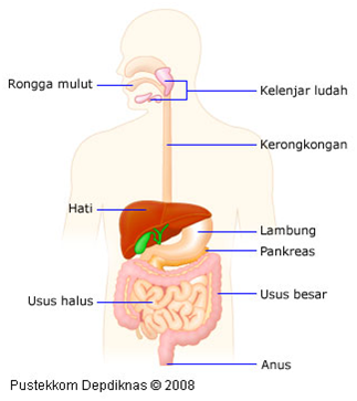 37+ Buatlah Diagram Sistem Pencernaan Pada Manusia Beserta Fungsinya Background
