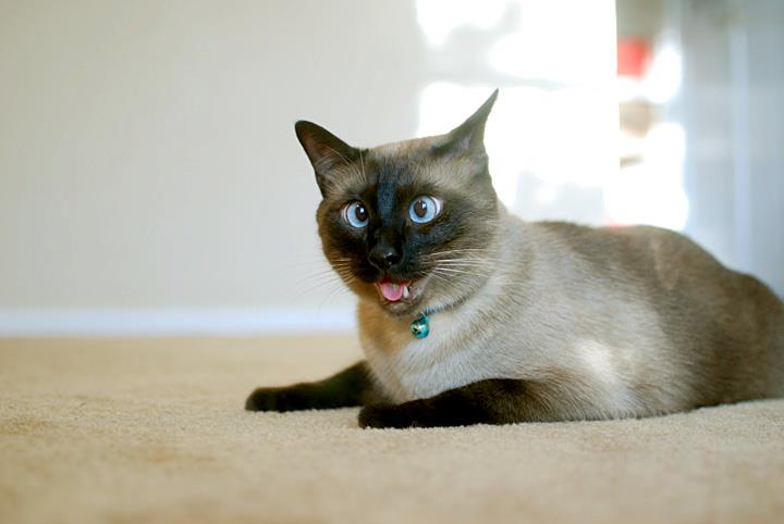 Resultado de imagen para gato siames bizco